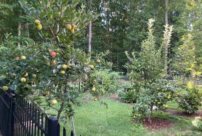 Backyard apples.JPG